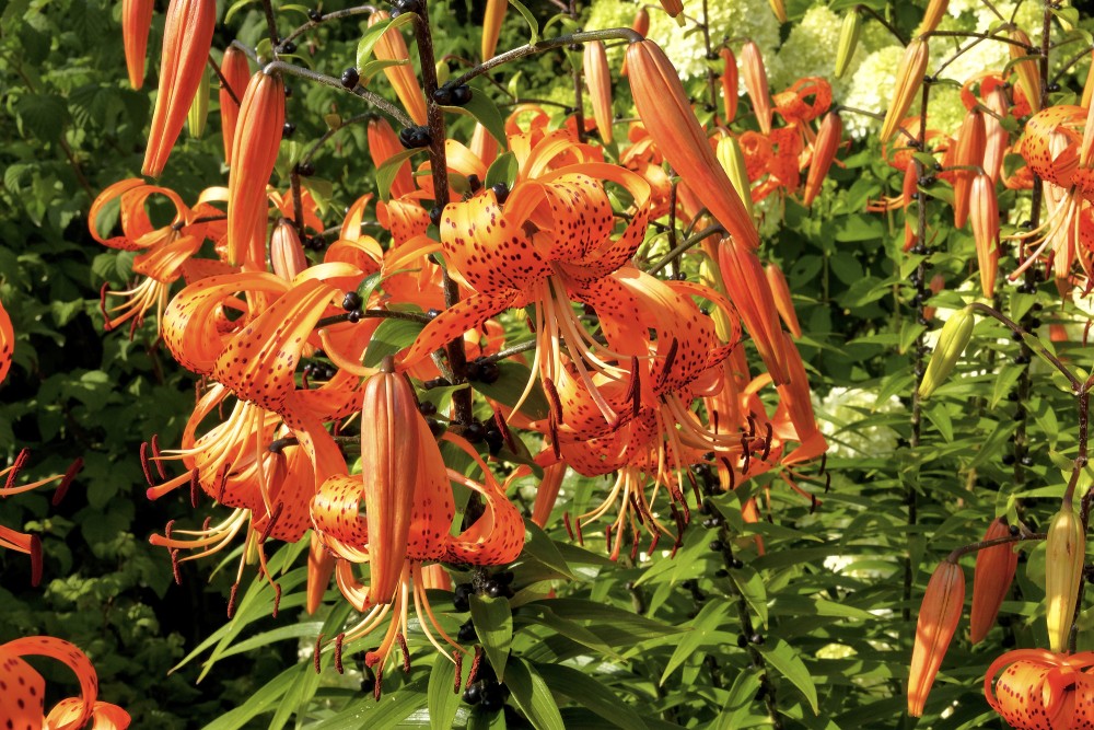 Tiger Lily