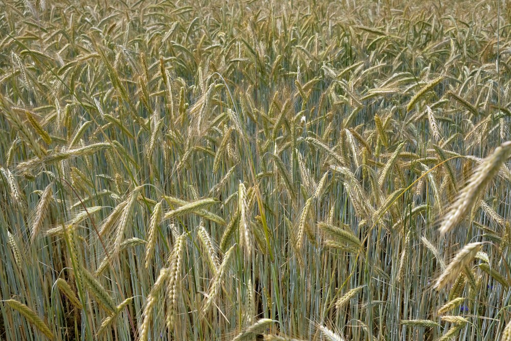 Rye Field