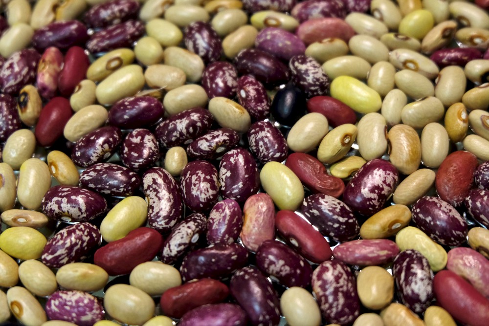 Bush Beans or Dwarf Beans