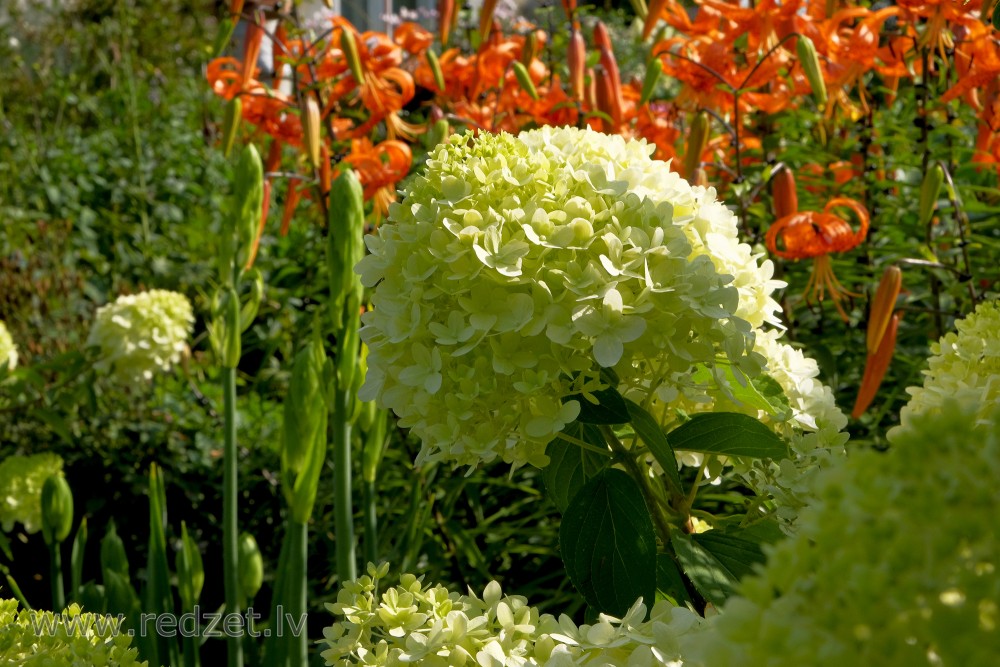 Hydrangeaceae