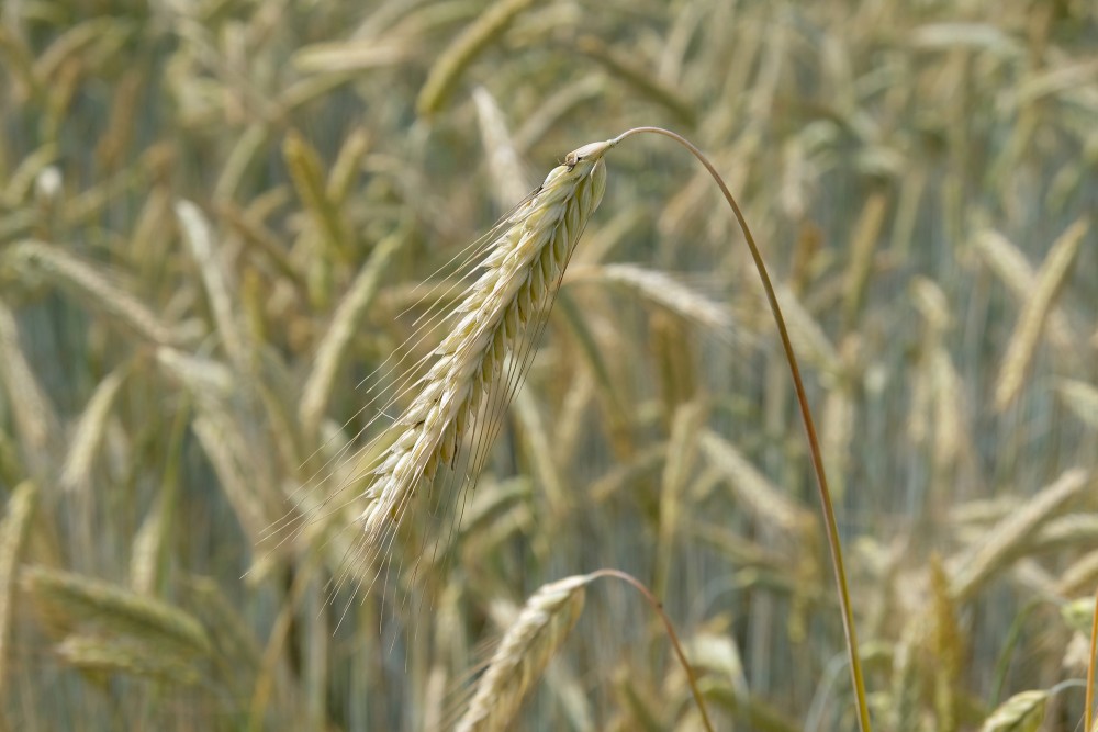 Rye