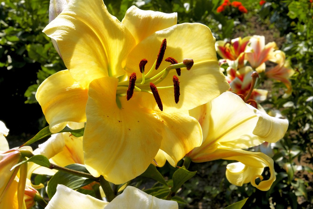 Yellow lily flowers