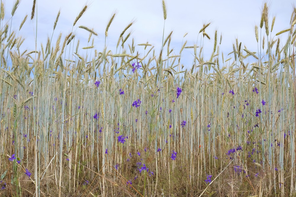 Forking Larkspur in a Rye Field