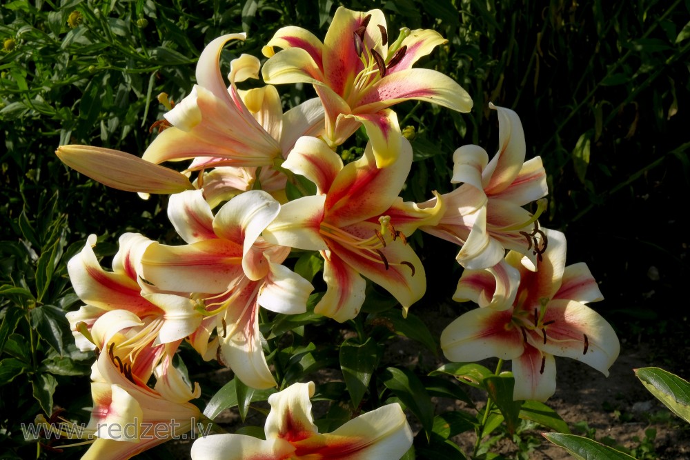 Lily flowers