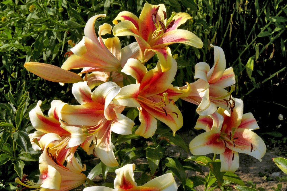 Lily flowers