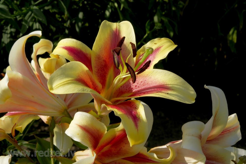 Lily flowers