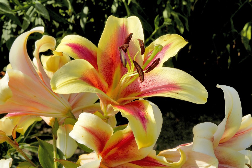 Lily flowers