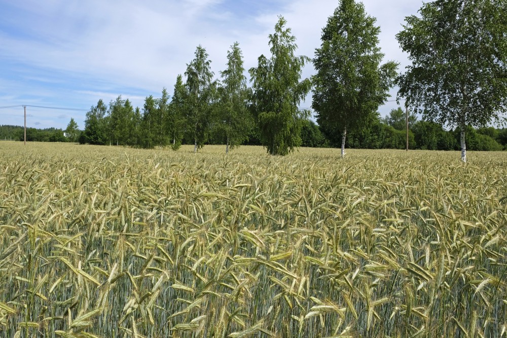 Birches in the Rye Field
