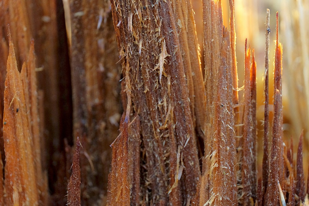 Close-up of Wreckage of Tree Stump