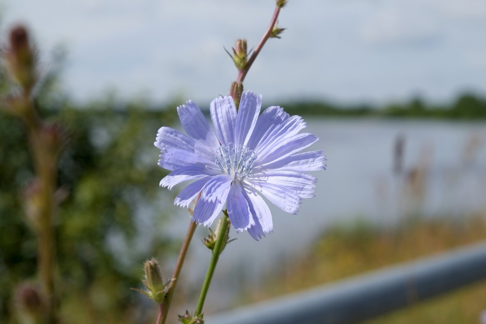 Common chicory