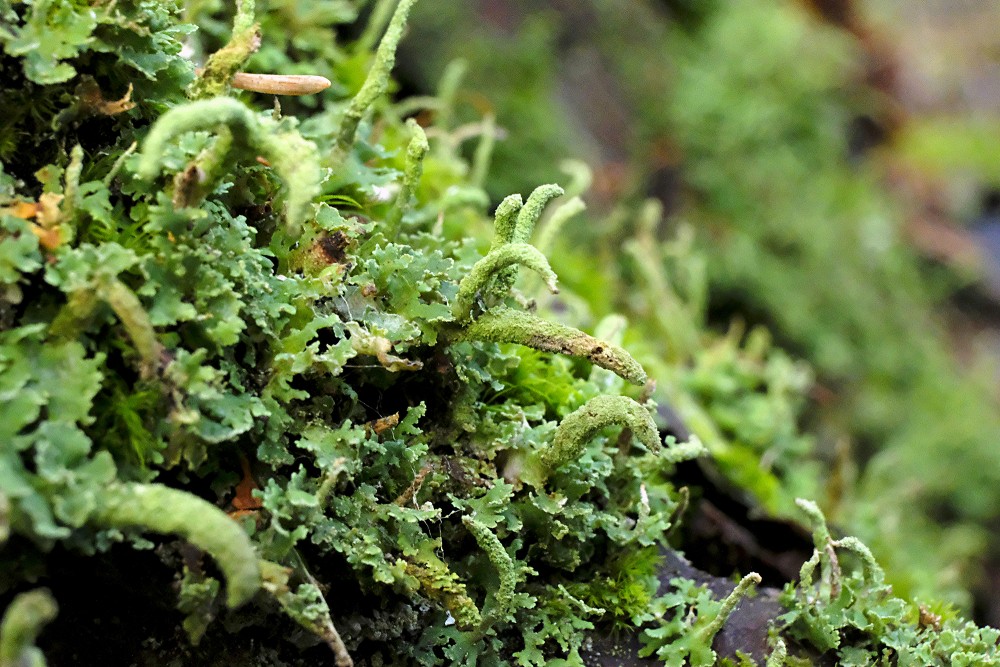 Cladonia