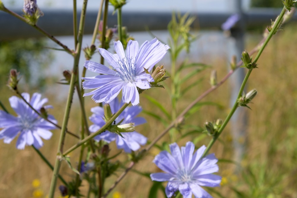 Common chicory