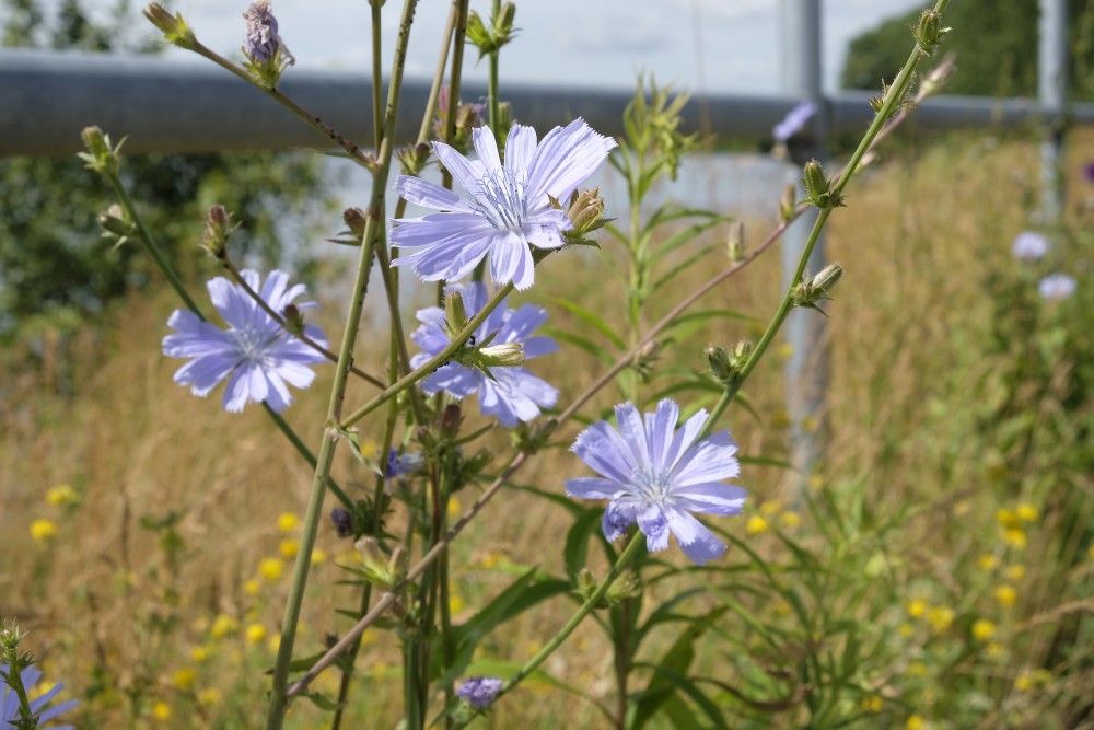 Common chicory