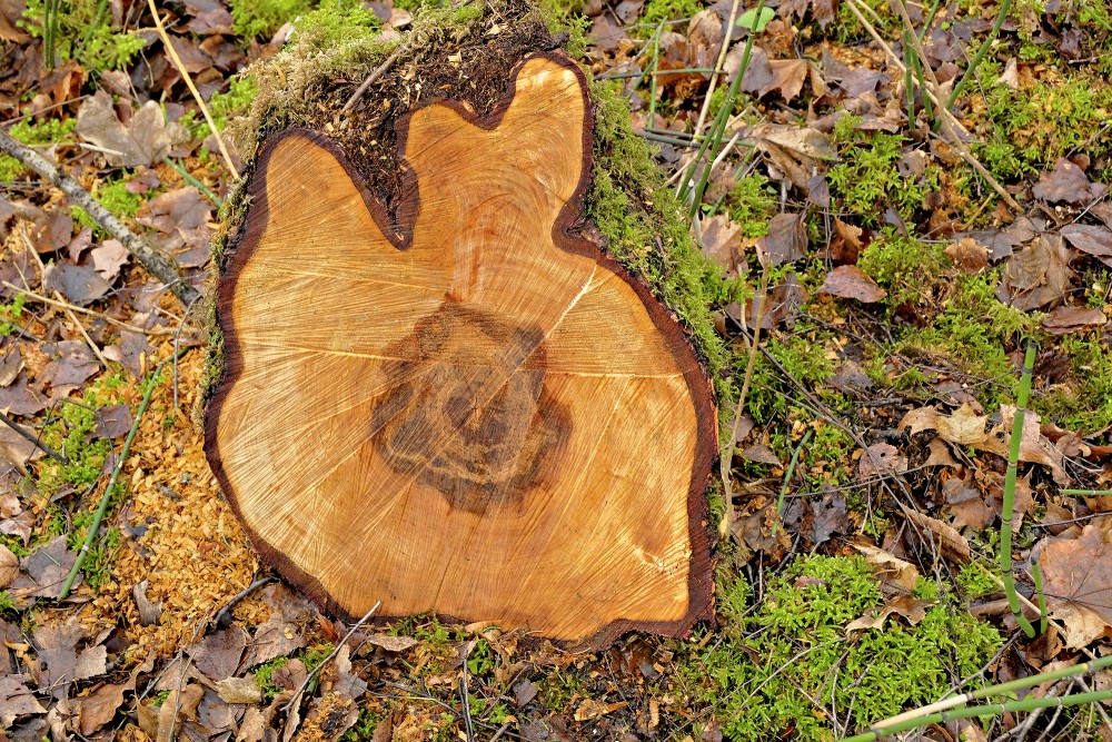 Interesting Stump
