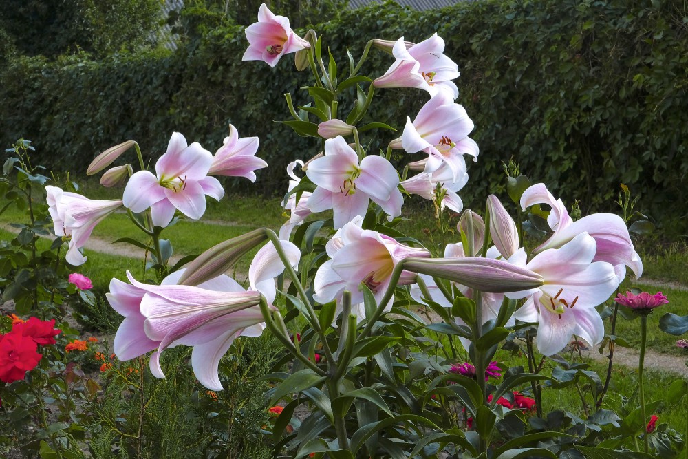 Lily flowers