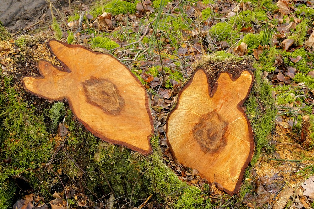 Melnalkšņa celms, stumbra šķērsgriezums