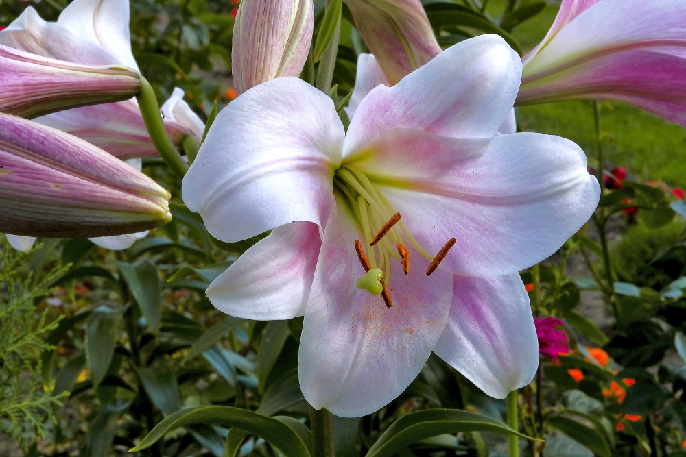 Lily flower