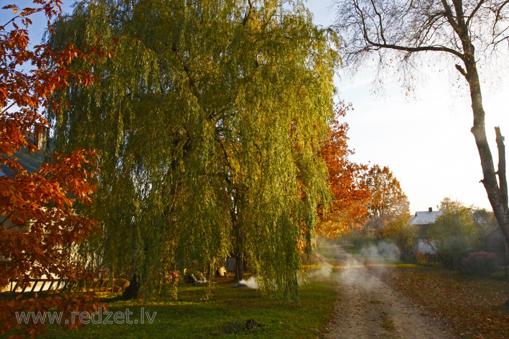 Nokarenais zeltzaru vītols (Salix x sepulcralis 'Chrysocoma)