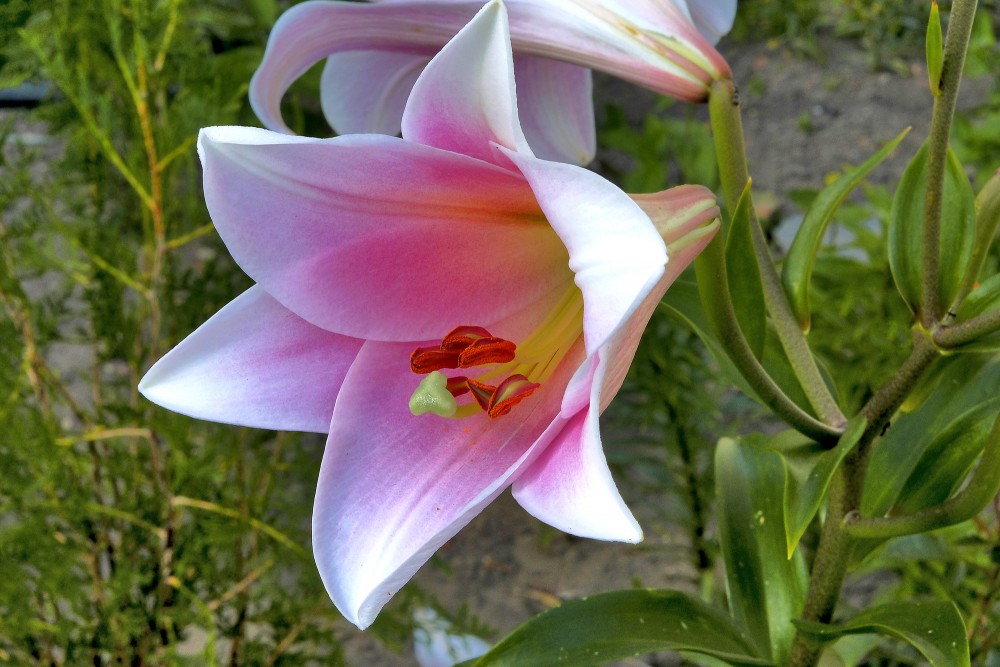 Lily flower