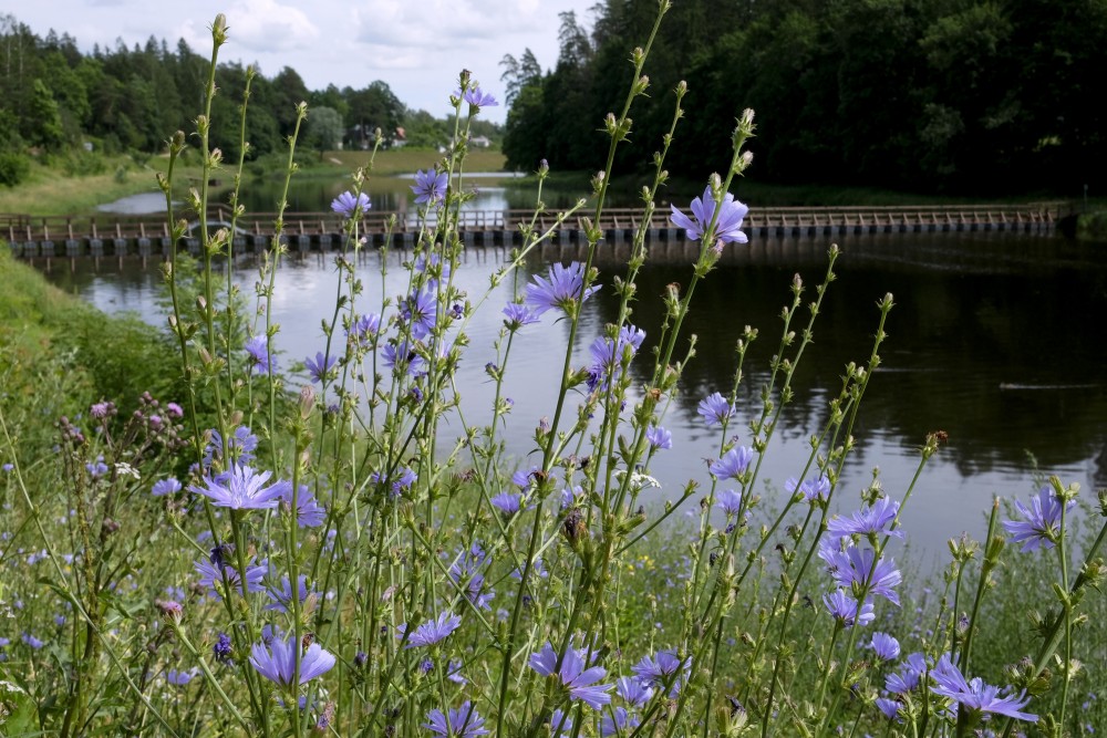 Common chicory