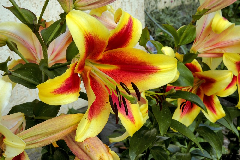 Lily flowers