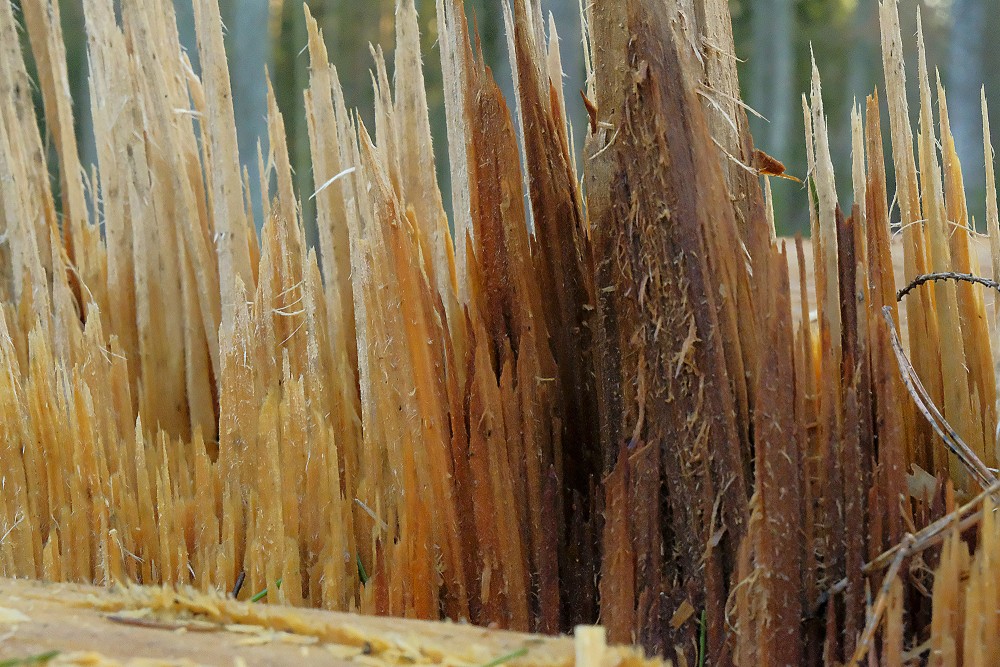 Close-up of Wreckage of Tree Stump