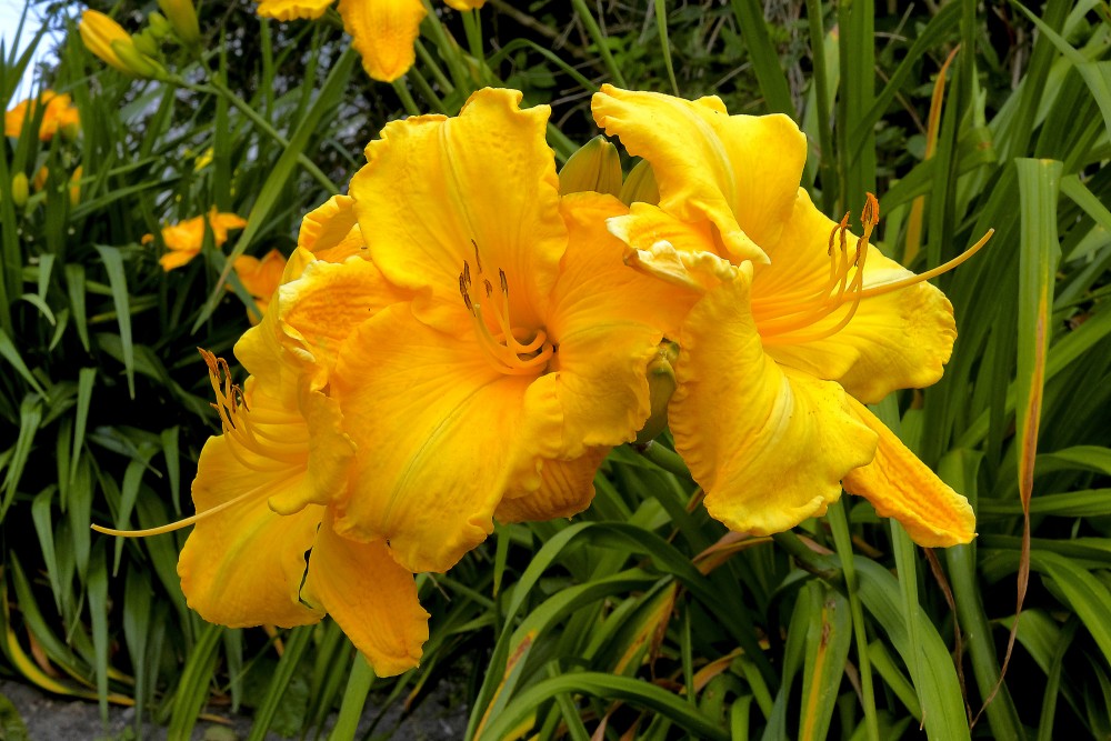 Daylily