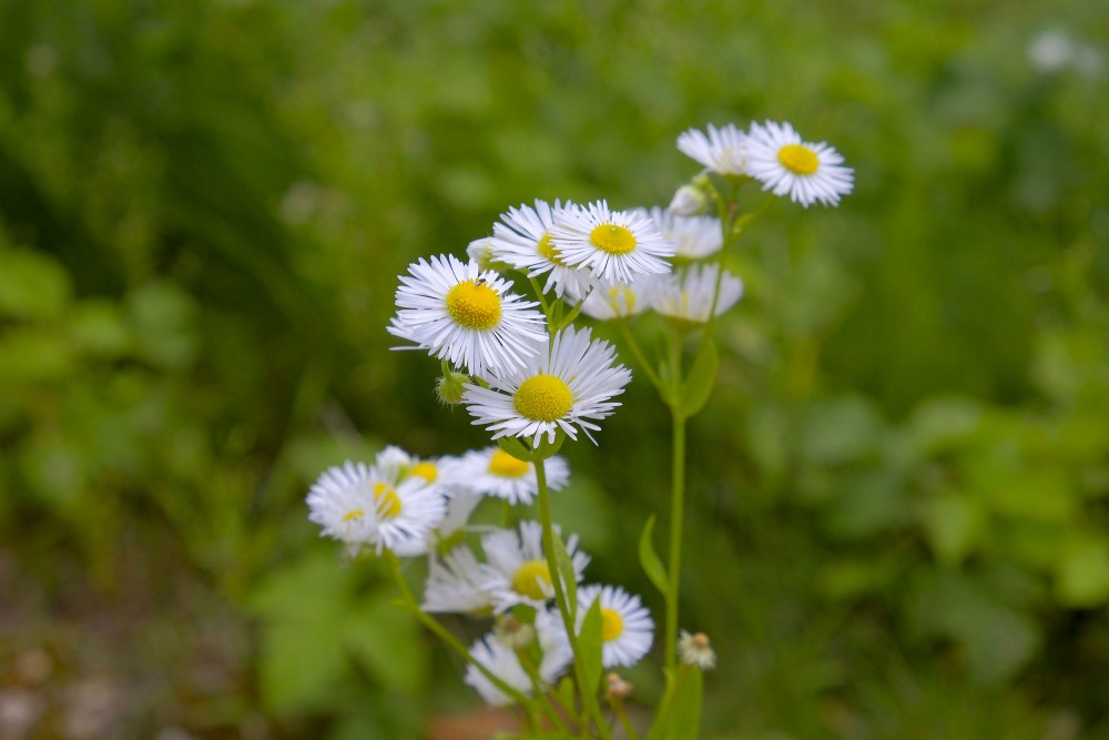 Erigeron annuus