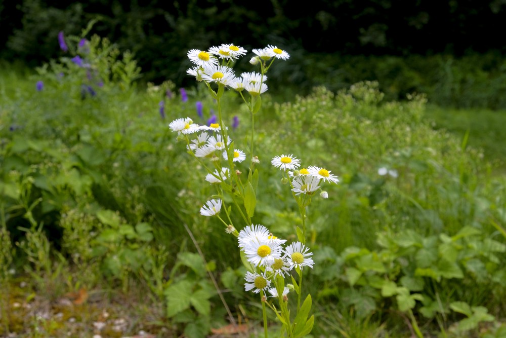 Annual Fleabane
