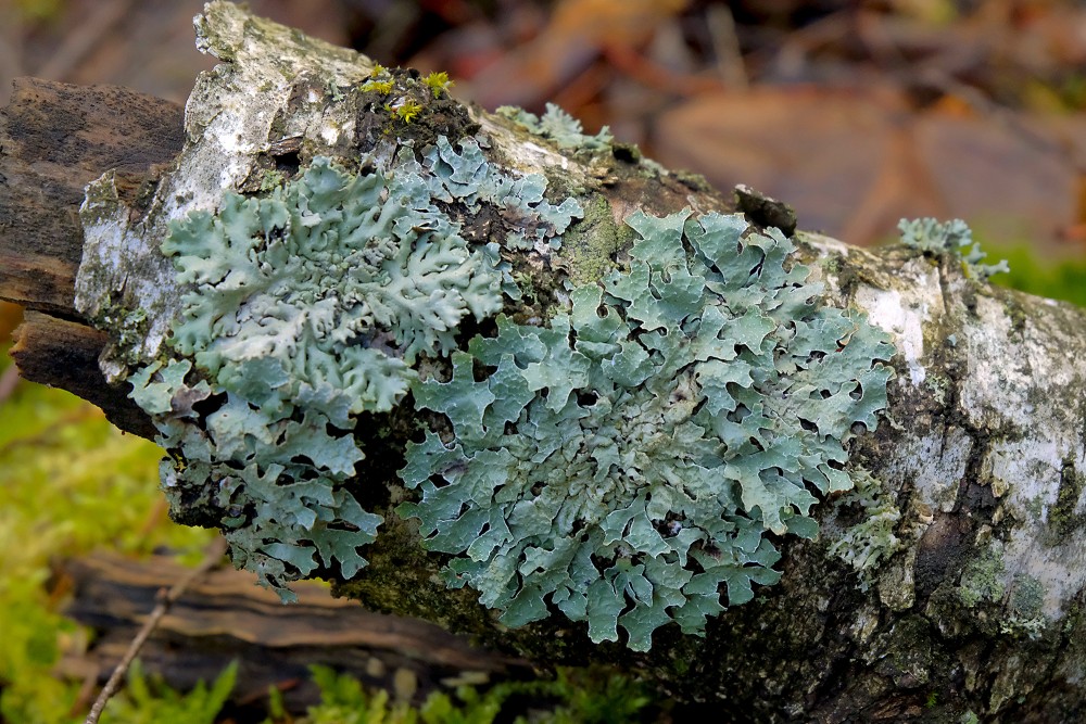 Parmelia Sulcata, Hammered Shield Lichen, Hypogymnia Physodes, Monk's-hood Lichen