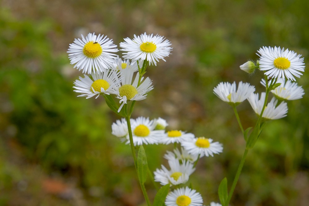 Daisy Fleabane (Eastern Daisy Fleabane)