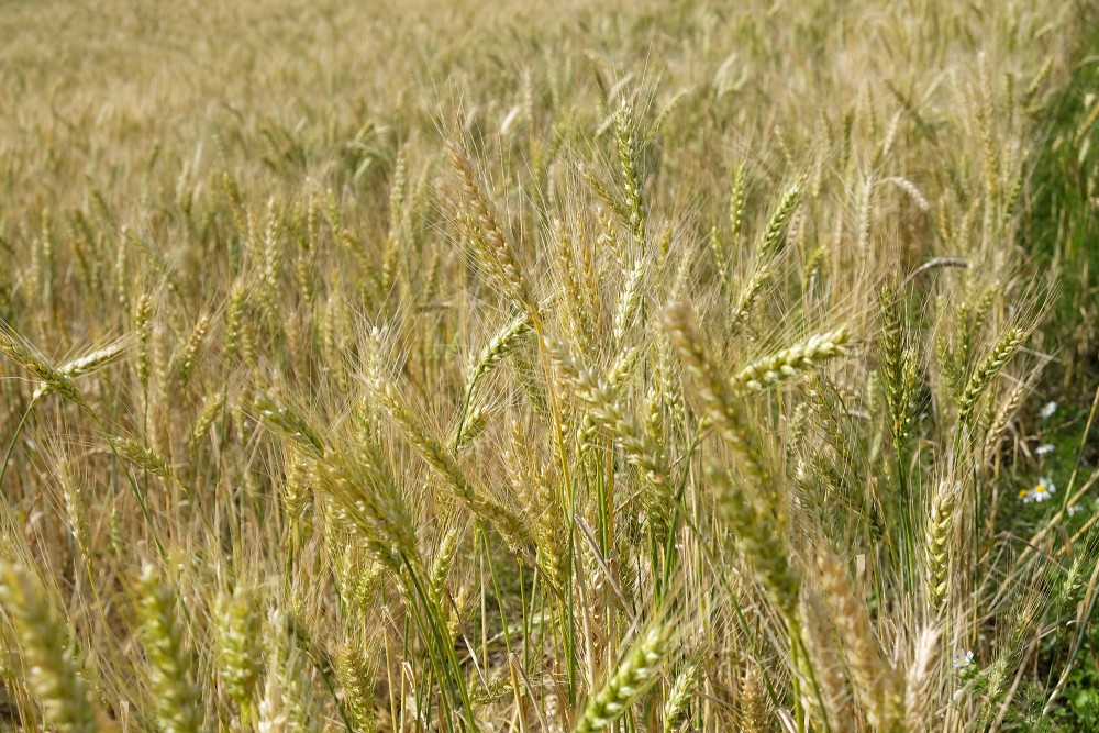 Wheat (Triticum)