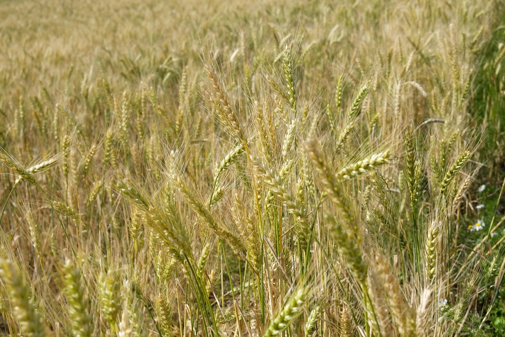 Kvieši (Triticum)