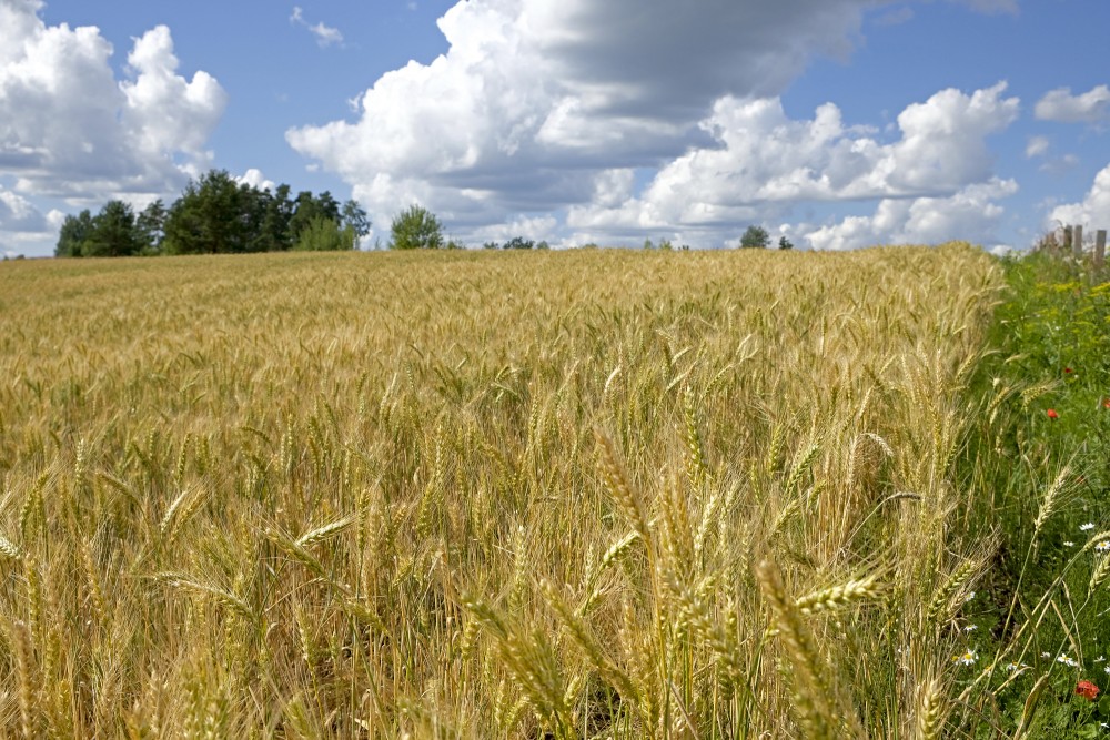 Wheat (Triticum)