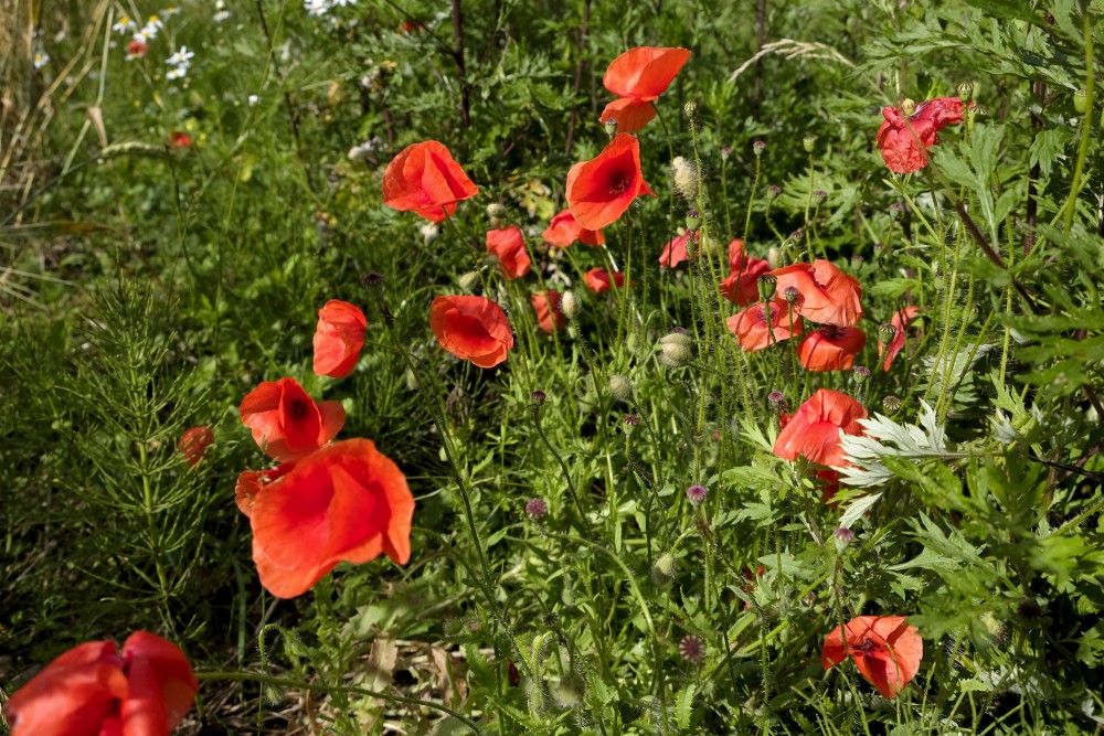 Zīda magone (Papaver rhoeas)