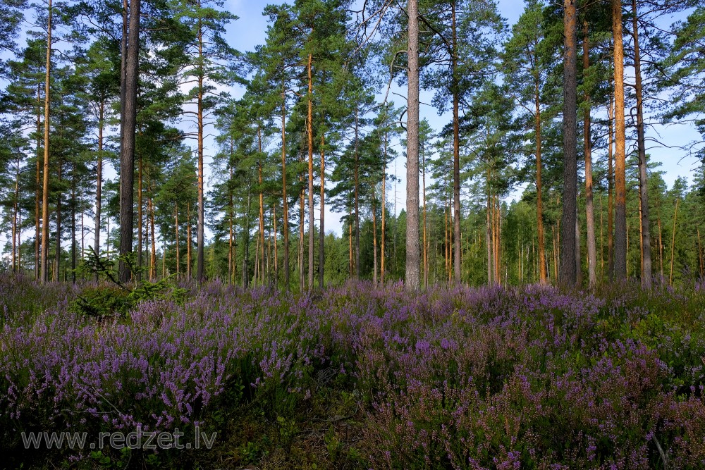 Heather in a Pine Forest