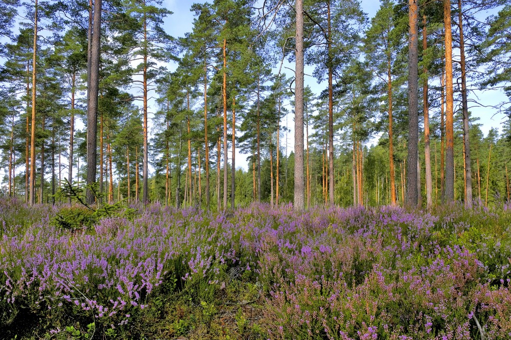 Ziedoši virši priežu mežā