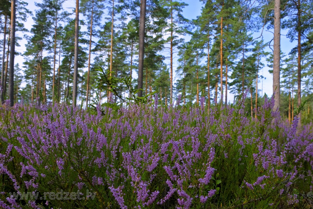 Heather in a Pine Forest