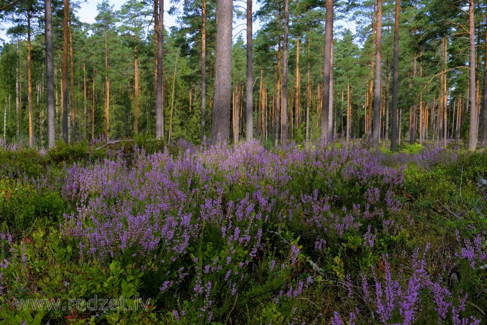 Heather in a Pine Forest