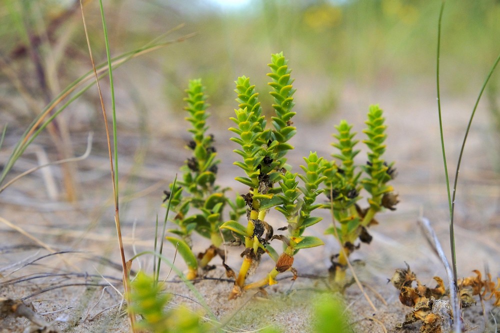 Sea Sandwort