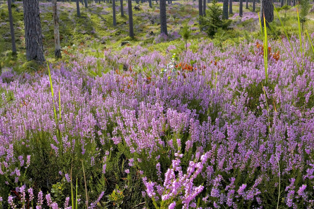 Ziedoši sila virši