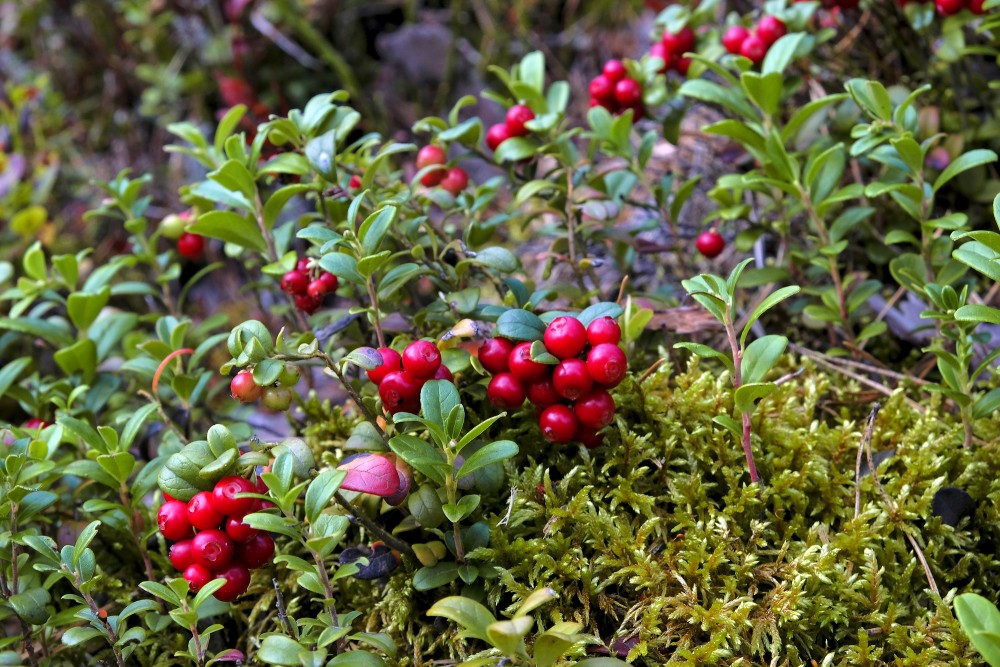 Nogatavojušās brūklenes ogas