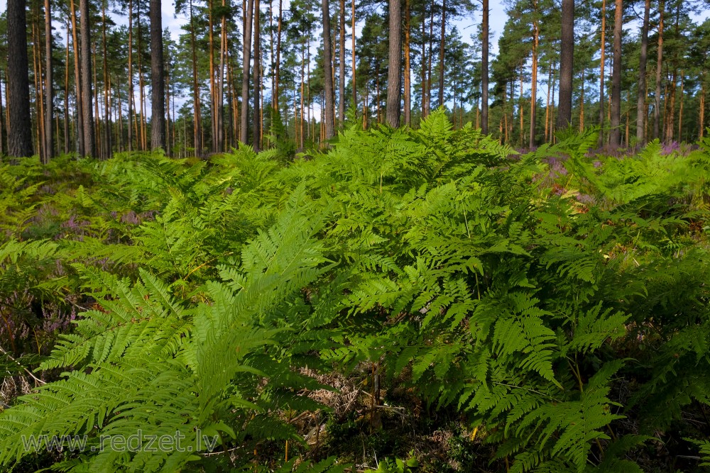 Papardes priežu mežā Papardes priežu mežā