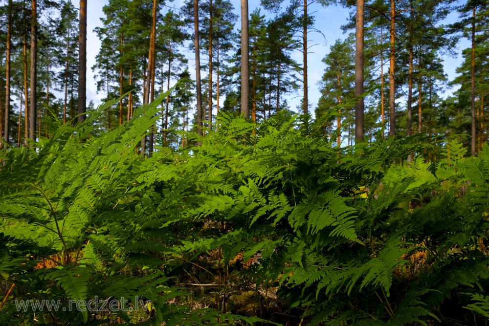 Ferns in the Pine Forest