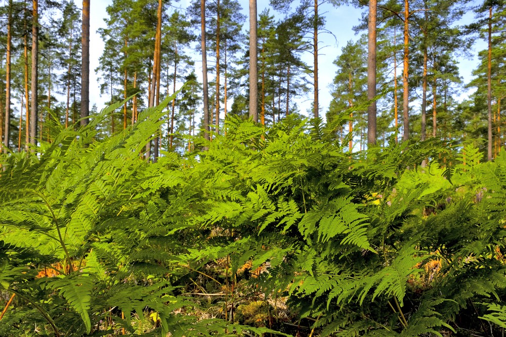 Papardes priežu mežā