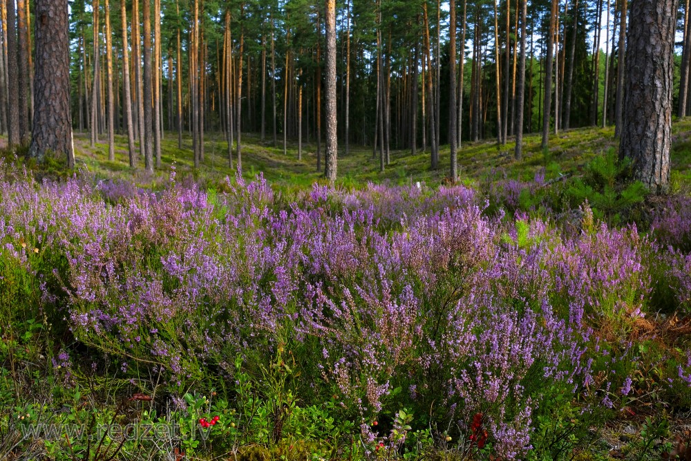 Heather in a Pine Forest