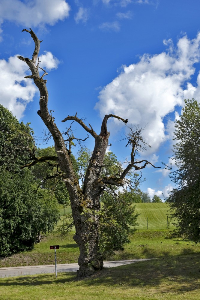 Kandavas Wild Pear-tree