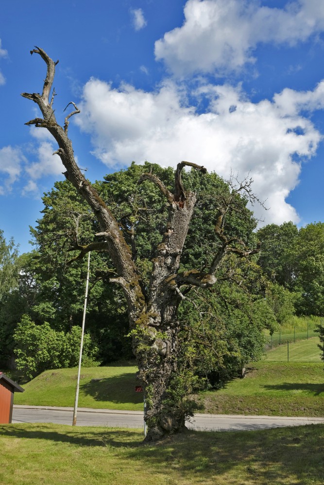 Kandavas Wild Pear-tree
