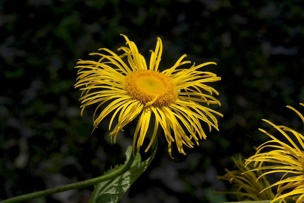 Inula helenium