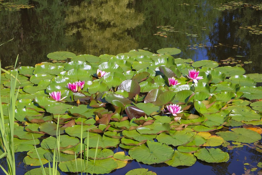 Red Water Lilies